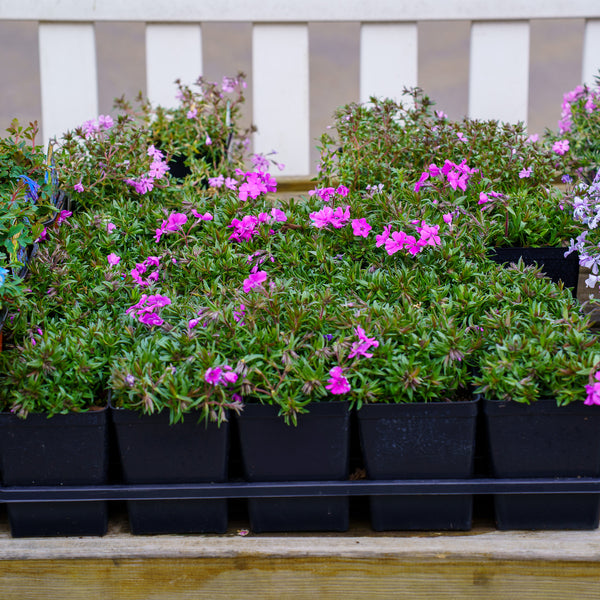 Spring Purple Creeping Phlox