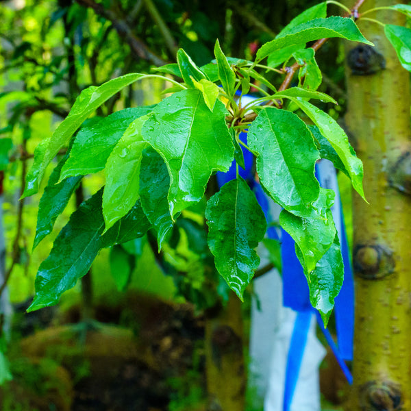 Spring Snow Crabapple