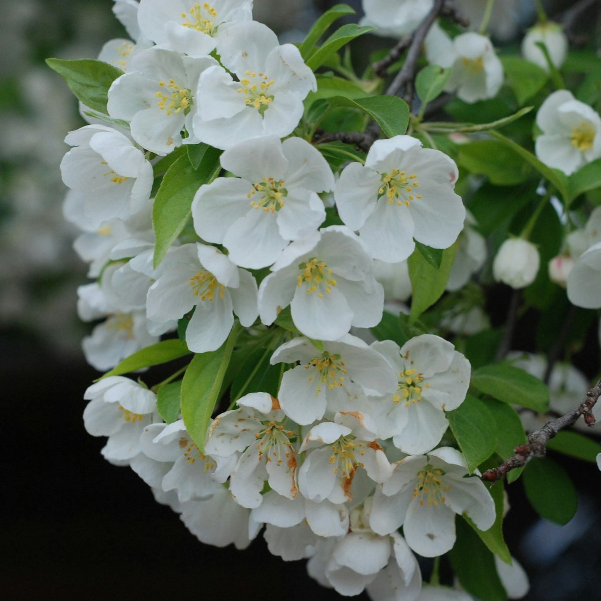 ☆tree☆ページ Spring Snow Crabapple – Plant Detectives