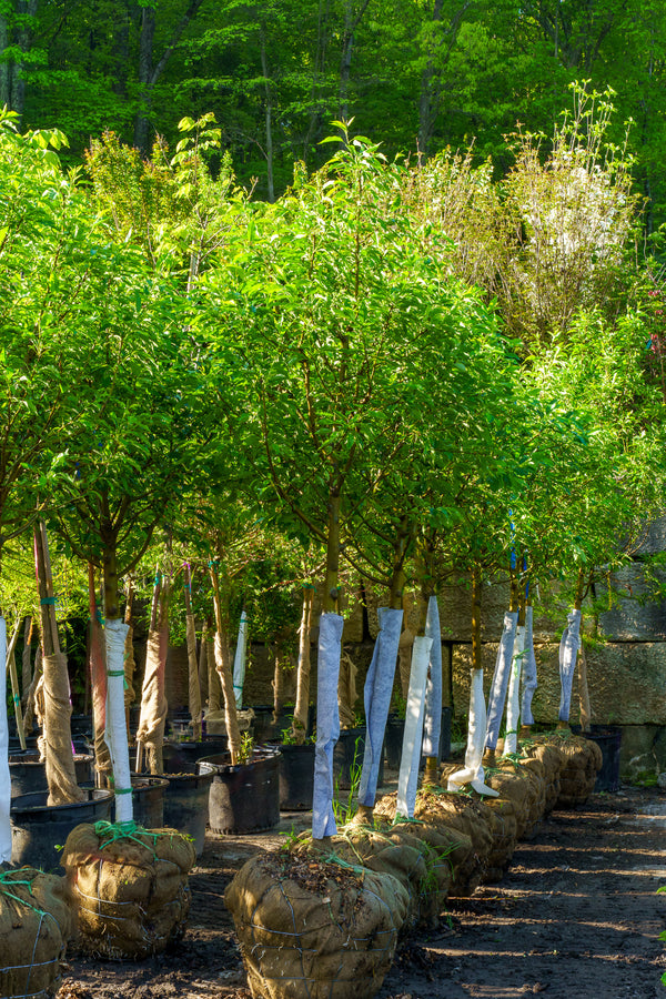 Spring Snow Crabapple