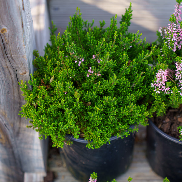 Spring Torch Heather