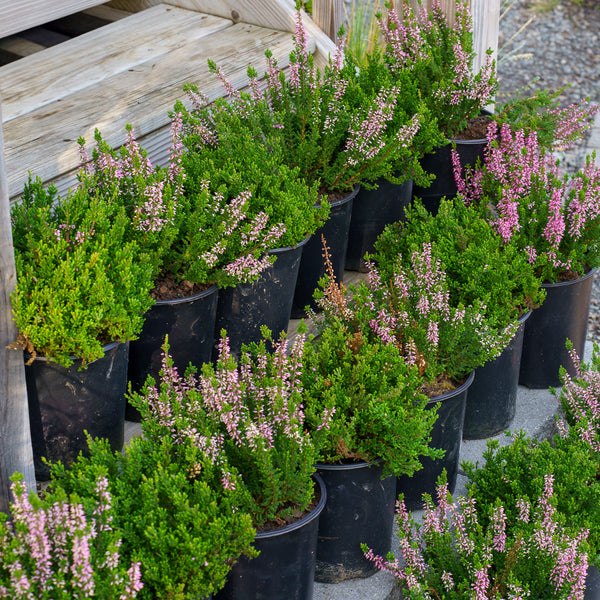 Spring Torch Heather