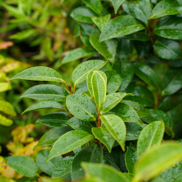 Spring's Promise Camellia