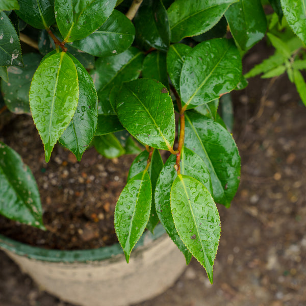Spring's Promise Camellia