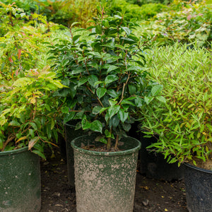 Spring's Promise Camellia
