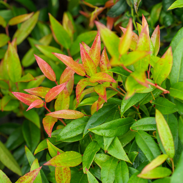 Squirt Leucothoe