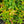 Load image into Gallery viewer, Squirt Leucothoe