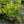 Load image into Gallery viewer, Squirt Leucothoe