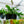 Load image into Gallery viewer, Staghorn Fern - Ferns Houseplant Ferns - Houseplants