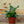 Load image into Gallery viewer, Staghorn Fern