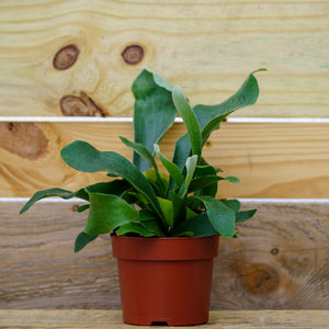 Staghorn Fern