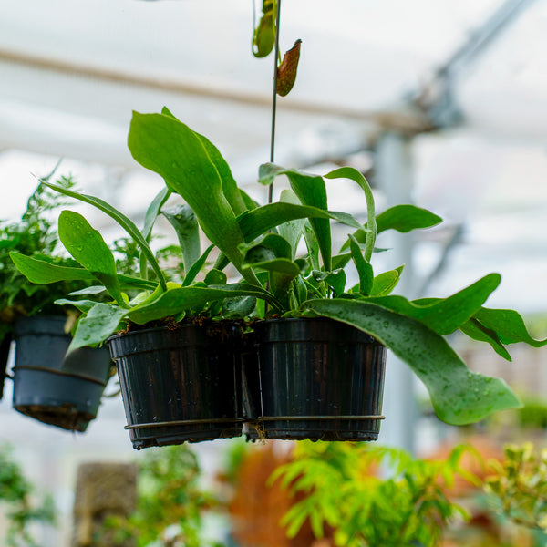 Staghorn Fern - Ferns Houseplant Ferns - Houseplants
