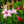 Load image into Gallery viewer, Staked Mandevilla