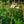 Load image into Gallery viewer, Staked Mandevilla