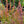 Load image into Gallery viewer, Standing Ovation Little Bluestem