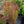 Load image into Gallery viewer, Standing Ovation Little Bluestem