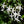 Load image into Gallery viewer, Star Jasmine