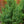 Load image into Gallery viewer, Star Power Juniper
