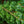 Load image into Gallery viewer, Star Power Juniper