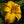 Load image into Gallery viewer, Star Struck Daylily
