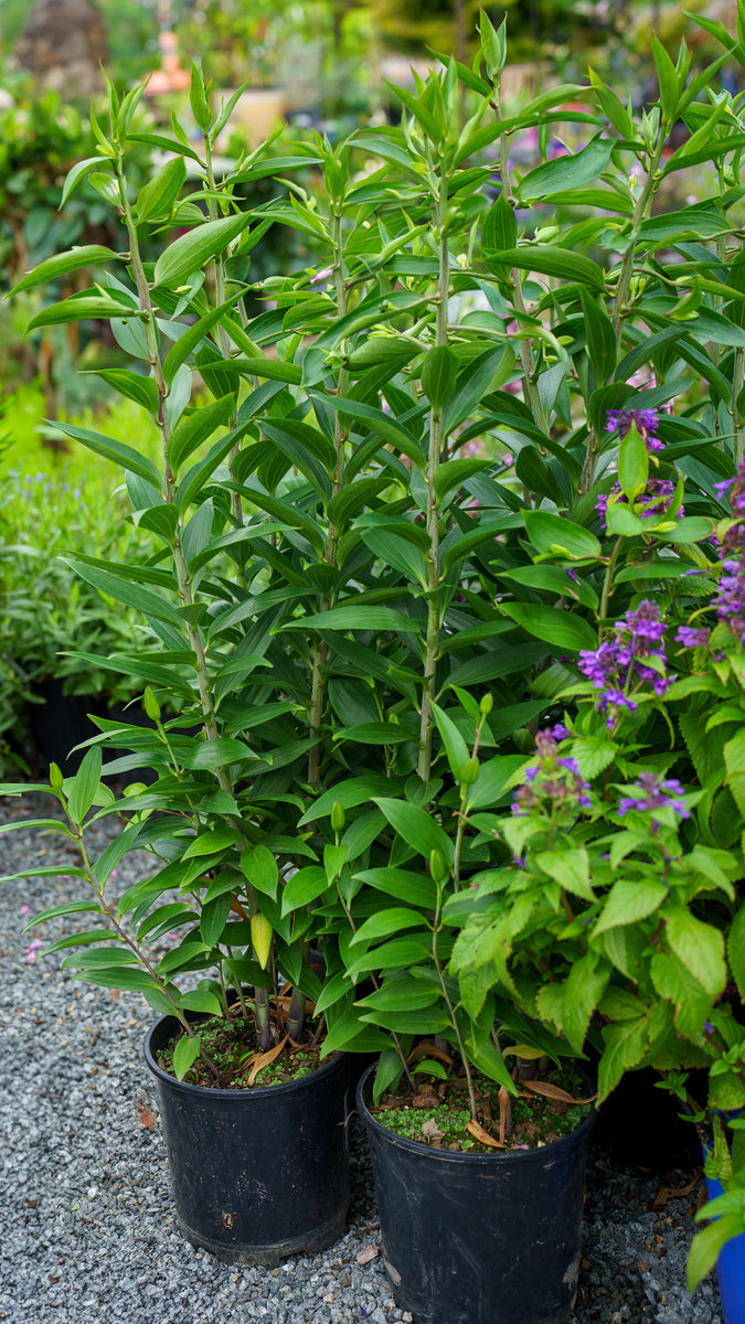 stargazer lily planting in pots Stargazer Oriental Lily – Plant Detectives