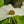 Load image into Gallery viewer, Starlight Chinese Dogwood - Dogwood Tree - Flowering Trees
