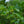 Load image into Gallery viewer, Starlight Dogwood