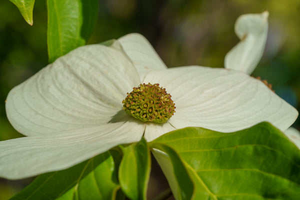 Starlight Dogwood