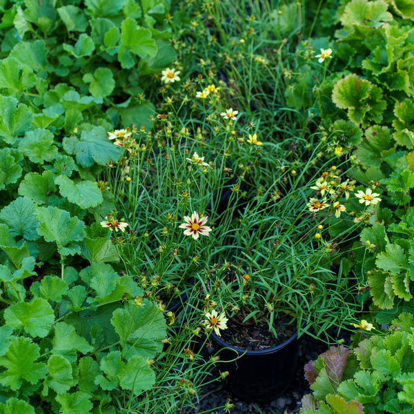 Li'l Bang Starlight Coreopsis