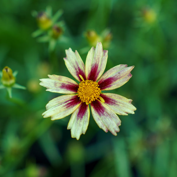 Li'l Bang Starlight Coreopsis
