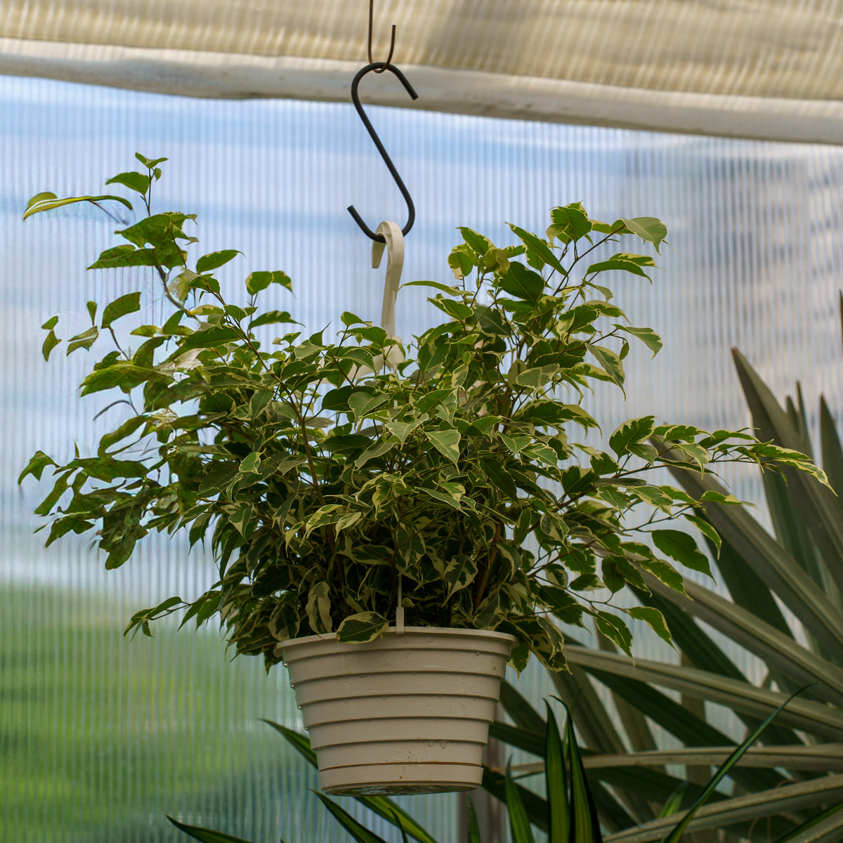 Starlight Weeping Fig – Plant Detectives
