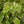 Load image into Gallery viewer, Starlight Weeping Fig