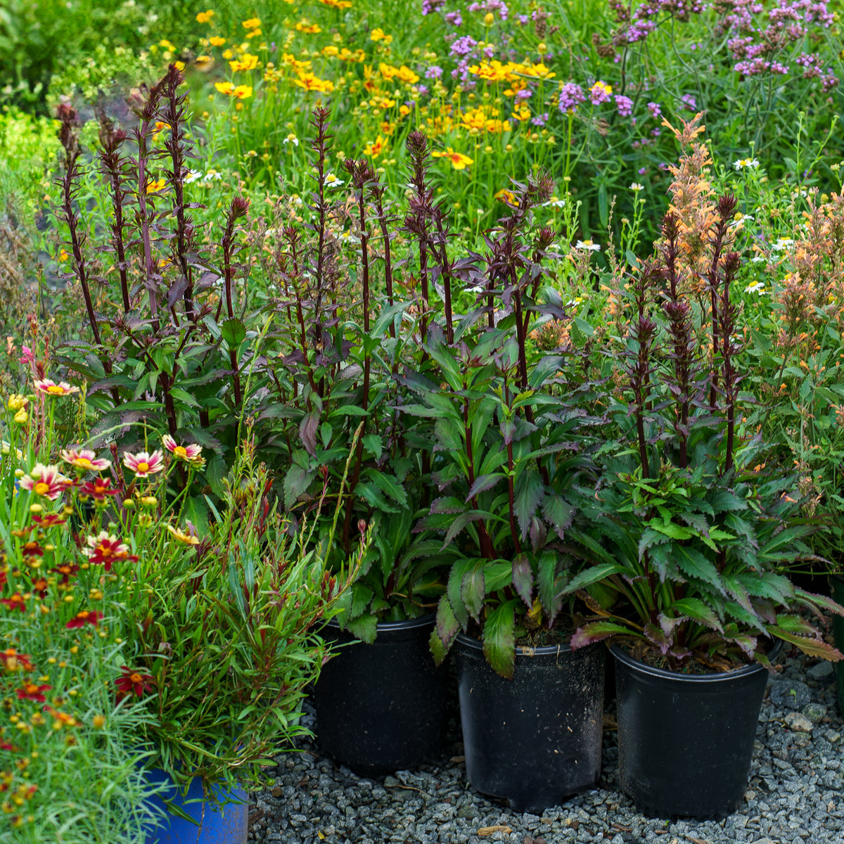 Starship Deep Rose Cardinal Flower – Plant Detectives
