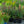 Load image into Gallery viewer, Starship Deep Rose Lobelia