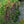 Load image into Gallery viewer, Starship Deep Rose Lobelia