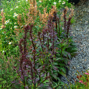 Starship Deep Rose Lobelia