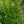 Load image into Gallery viewer, Steeds Japanese Holly