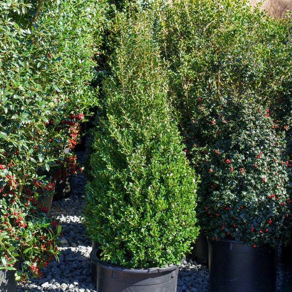 Steeds Japanese Holly - Holly - Hollies