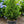 Load image into Gallery viewer, Steeds Japanese Holly