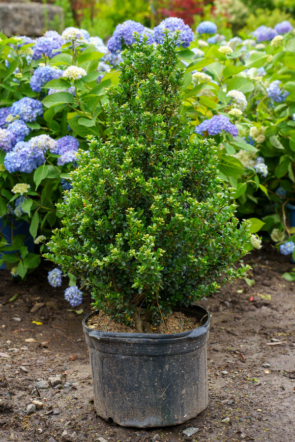 Steeds Japanese Holly