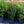 Load image into Gallery viewer, Steeds Japanese Holly - Holly - Hollies