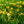 Load image into Gallery viewer, Stella d'Oro Daylily - Daylily - Perennials