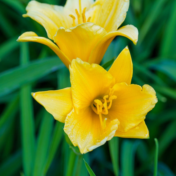 Stella d'Oro Daylily - Daylily - Perennials