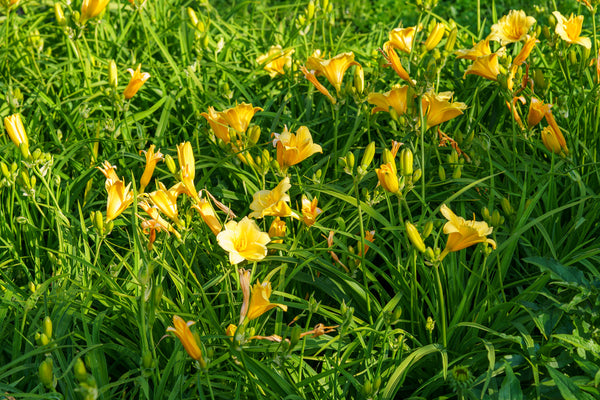 Stella d'Oro Daylily - Daylily - Perennials