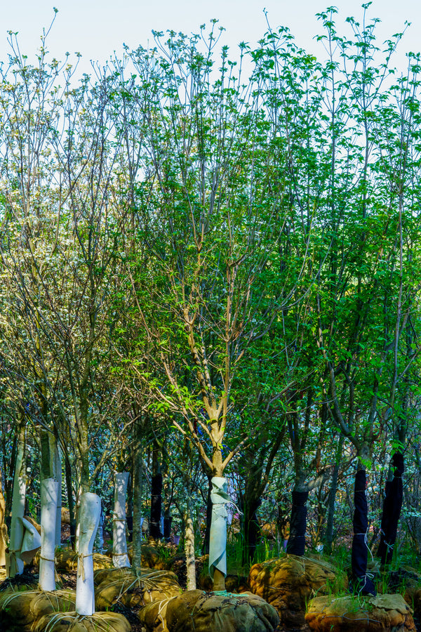 Stellar Pink Dogwood