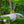 Load image into Gallery viewer, Stellar Pink Dogwood - Dogwood Tree - Flowering Trees