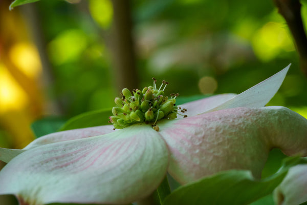 Stellar Pink Dogwood