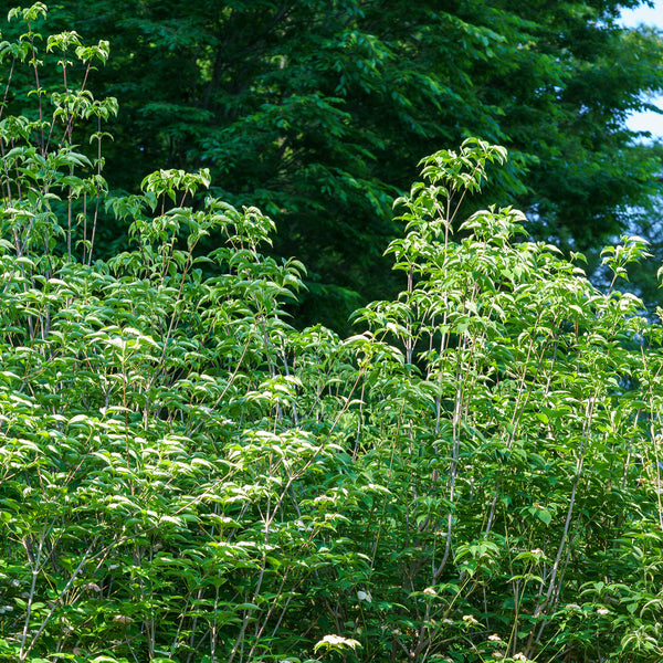 Stellar Pink Dogwood