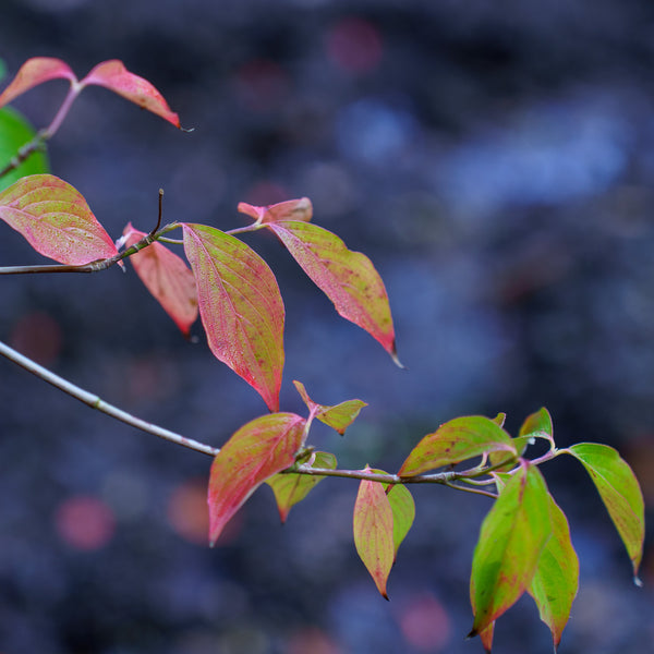 Stellar Pink Dogwood