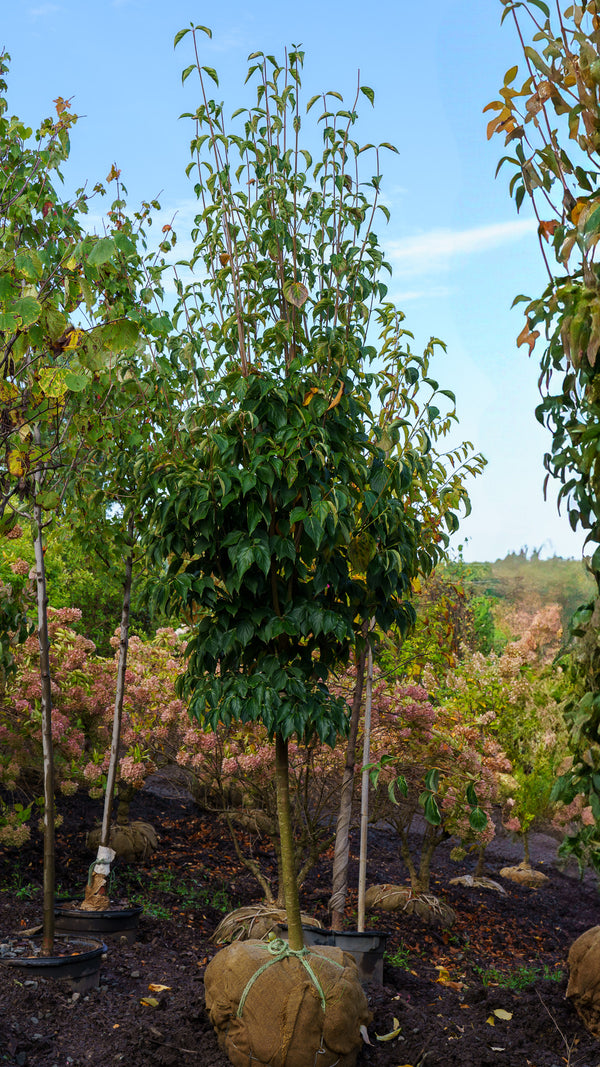 Stellar Pink Dogwood